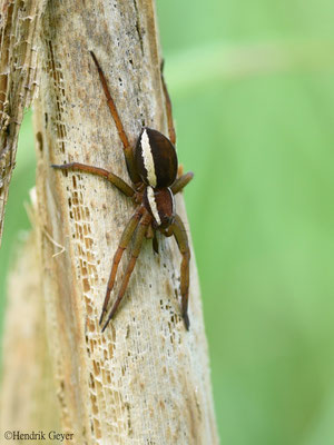 Dolomedes cf. fimbriatus ♀ (gerandete Jagdspinne) 25-06-2022