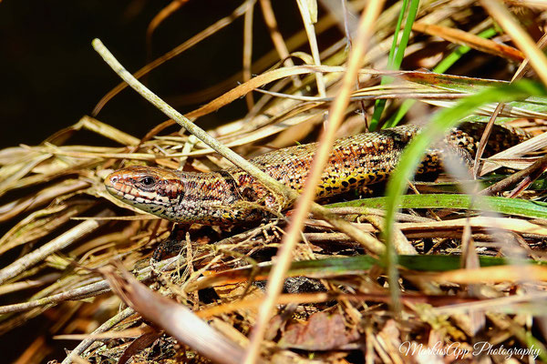 Waldeidechse (Zootoca vivipara)