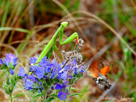 europäische Gottesanbeterin und Taubenschwänzchen (Mantis religiosa & Macroglossum stellatarum)