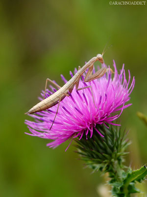 Mantis religiosa ♂ (juvenil) 11-07-2021