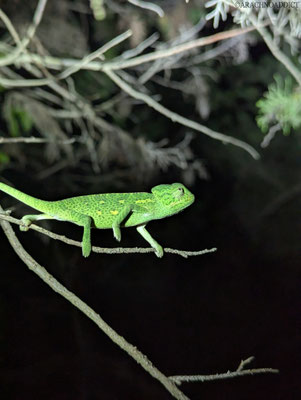 Basiliskenchamäleon (Chamaeleo africanus)