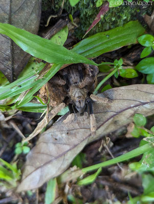 Vogelspinne (Ornithoctonus sp.)