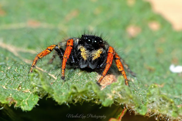 Philaeus chrysops ♂ (Goldaugenspringspinne) 01-05-2025