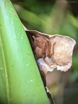 Krabbenspinne (Heteropoda sp.)