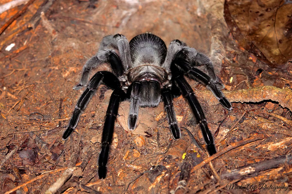 Vogelspinne (vermutlich Chilobrachys huahini)