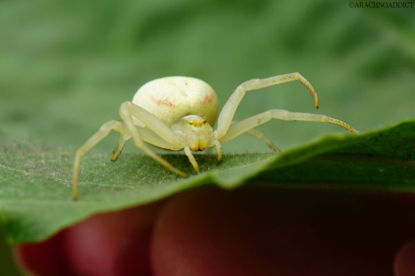 Misumena vatia ♀ (veränderliche Krabbenspinne) 20-06-2021