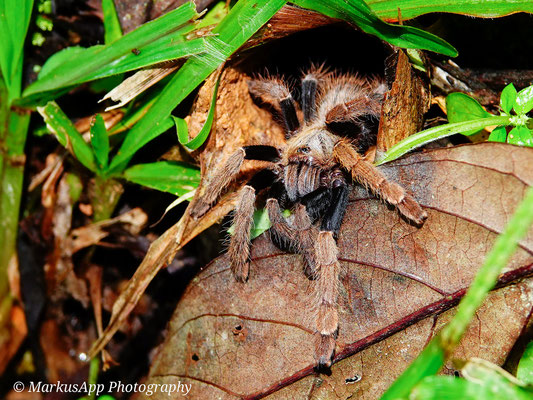 Vogelspinne (Ornithoctonus sp.)