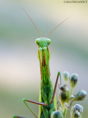 Mantis religiosa ♀ (adult) 04-09-2021