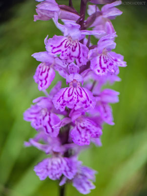 Fuchs' Knabenkraut (Dactylorhiza sp.)?