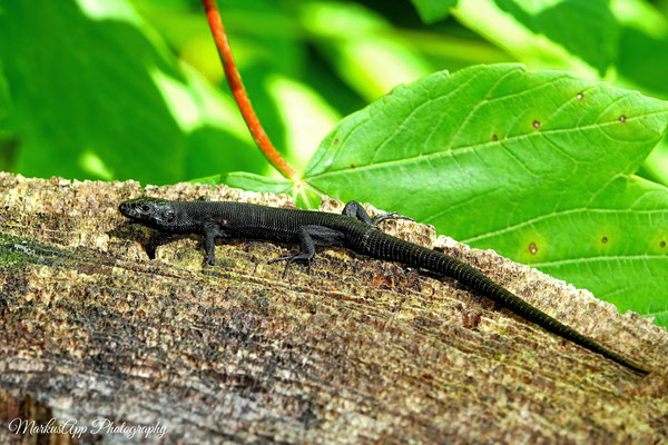 melanistische Waldeidechse (Zootoca vivipara)
