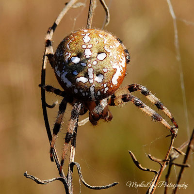 Araneus quadratus ♀ (Vierfleck-Kreuzspinne) 23-09-2021