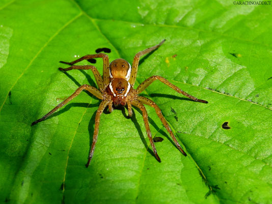 Dolomedes sp. ♀ 21-06-2022