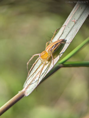 Luchsspinne (Oxyiopidae sp.)