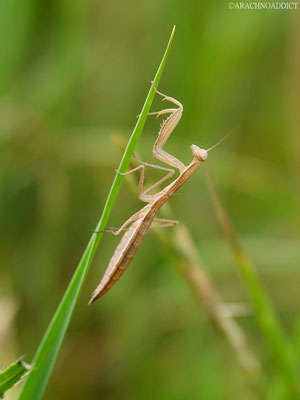 Mantis religiosa ♂ (juvenil) 11-07-2021