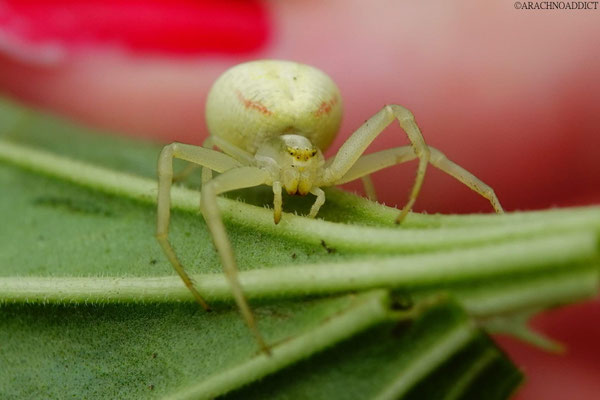 Misumena vatia ♀ (veränderliche Krabbenspinne) 20-06-2021