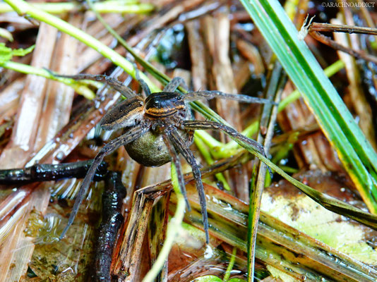 Dolomedes sp. ♀ mit Kokon 21-06-2022