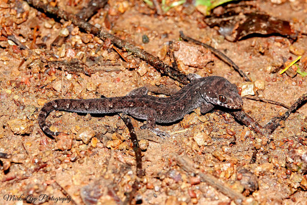 siamesischer Blattzehengecko (Dixonius siamensis)