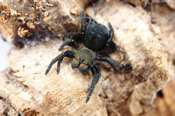 Eresus kollari ♀ (rote Röhrenspinne) 26-06-2021