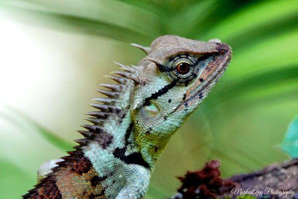 Waldgarteneidechse (Calotes emma)