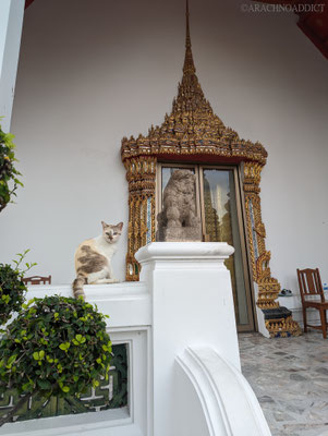 streunende Katze am Wat Pho