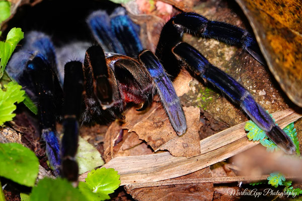 Vogelspinne (Cyriopagopus lividus)