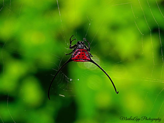 Radnetzspinne (vermutlich Macracantha sp.)