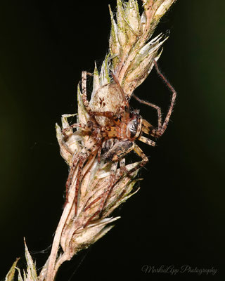 Vierfleckzartspinne ♀+♂ (Anyphaena accentuata) 30-04-2025