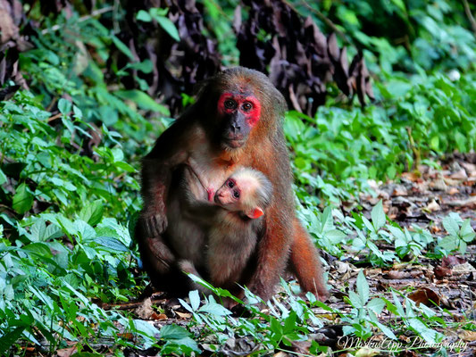 Stummelschwanzmakak (Macaca arctoides)