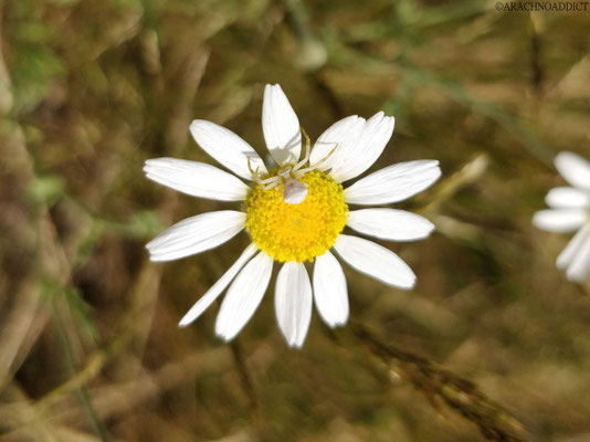 Thomisus onustus ♀ (Blumenkrabbenspinne) 19-06-2021
