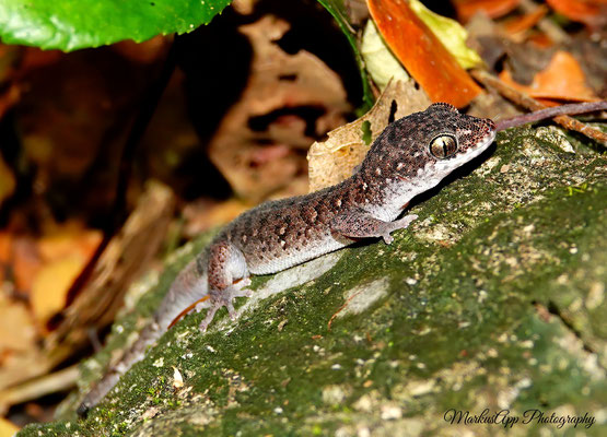 siamesischer Blattzehengecko (Dixonius siamensis)