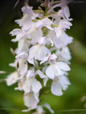 Fuchs' Knabenkraut (Dactylorhiza sp.)?