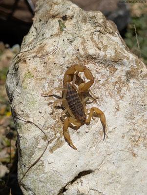 Aegaeobuthus gibbosus