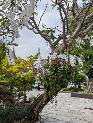 Orchideen am großen Palast