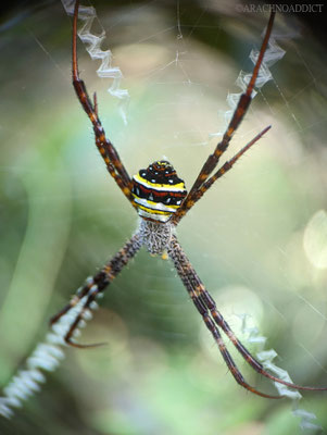 Radnetzspinne (vermutlich Argiope pulchella)