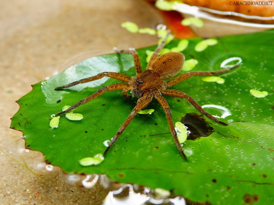 Dolomedes cf. plantarius (gerandete Wasserspinne) 16-04-2022