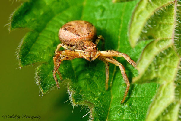 Xysticus sp. ♀ 19-05-2024