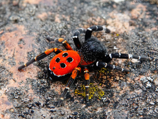 Eresus kollari ♂ (rote Röhrenspinne) 17-09-2021