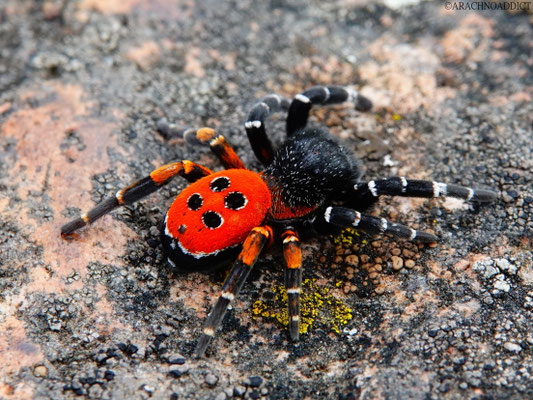 Eresus kollari ♂ (rote Röhrenspinne) 17-09-2021