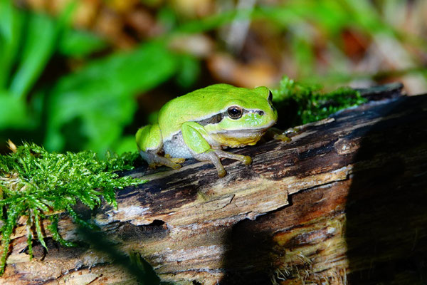 europäischer Laubfrosch (Hyla arborea)