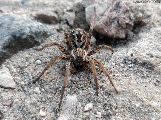 Alopecosa farinosa ♀ (bärtige Scheintarantel) 29-03-2021