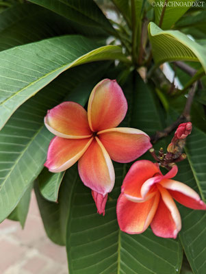 Frangipani Blüte am Wat Pho