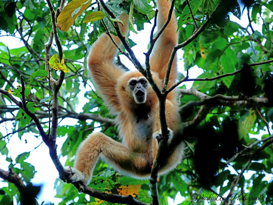 Weißhandgibbon (Hylobates lar)