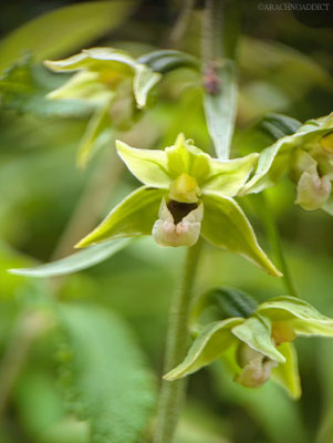 Breitblättrige Ständelwurz (Epipactis helleborine)