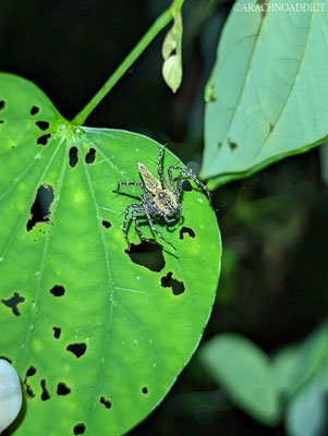 Luchsspinne (Hamadruas sp.?)