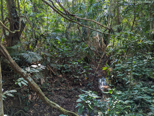 Khao Yai NP