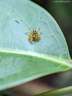 Springspinne (Salticidae sp.)