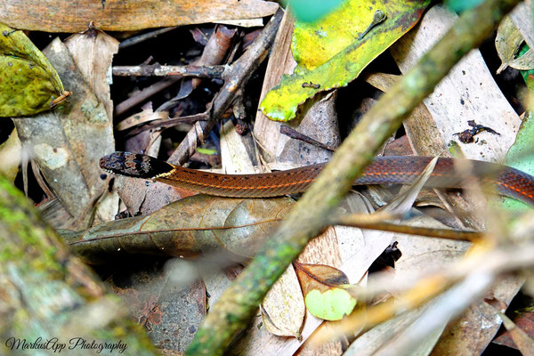 Schlange (Sibynophis triangularis)