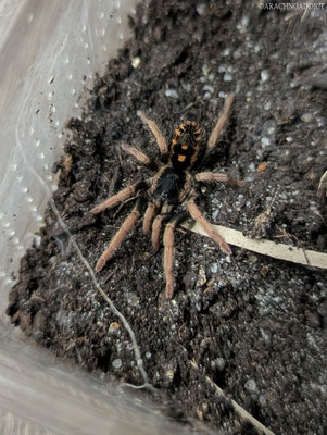 Hapalopus sp. Guerilla
