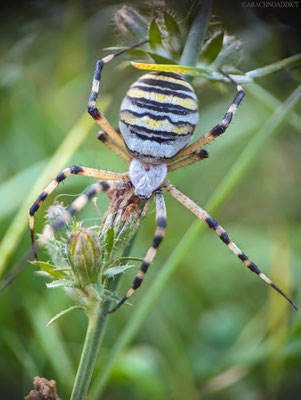 Argiope bruennichi ♀ (Wespenspinne) 09-09-2023