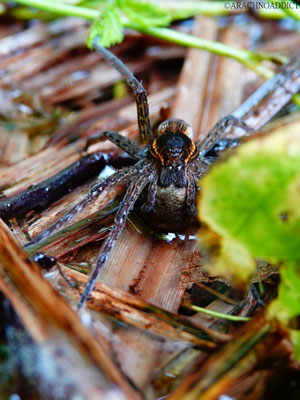 Dolomedes sp. ♀ mit Kokon 21-06-2022